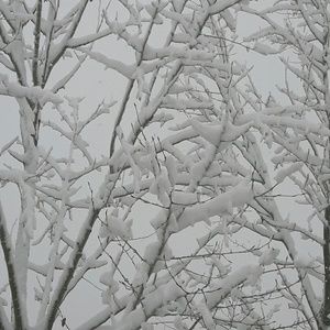 Meet your Posher, Cherry